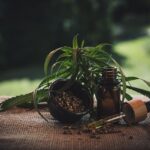 Estrategias Efectivas para la Venta de Productos del aceite CBD