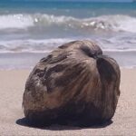 Descubre las mejores playas en Brasil
