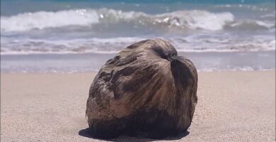 Descubre las mejores playas en Brasil