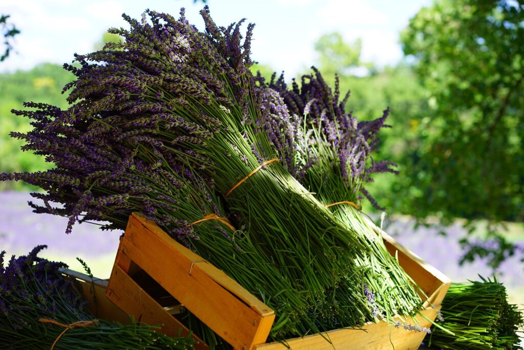 Descubre los factores de la Naturopatía para Tu Salud 1 Descubre los factores de la Naturopatía para Tu Salud