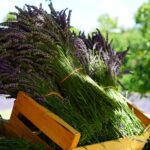 Descubre los factores de la Naturopatía para Tu Salud