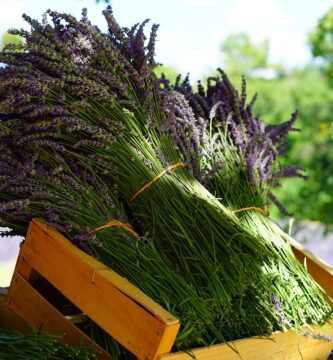 Descubre los factores de la Naturopatía para Tu Salud
